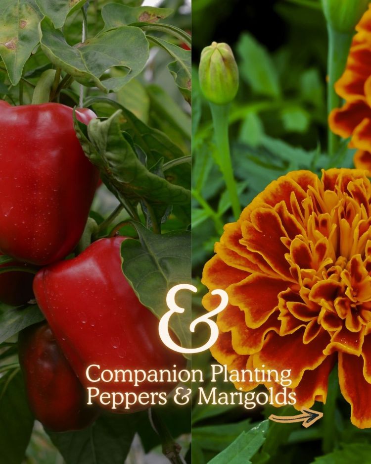 Peppers + Marigolds 10 Companion Planting Combos That Actually Work (and Why)