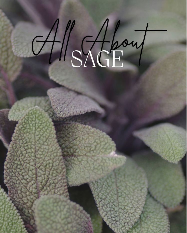 All About Series: Growing, Sowing, Caring For Sage