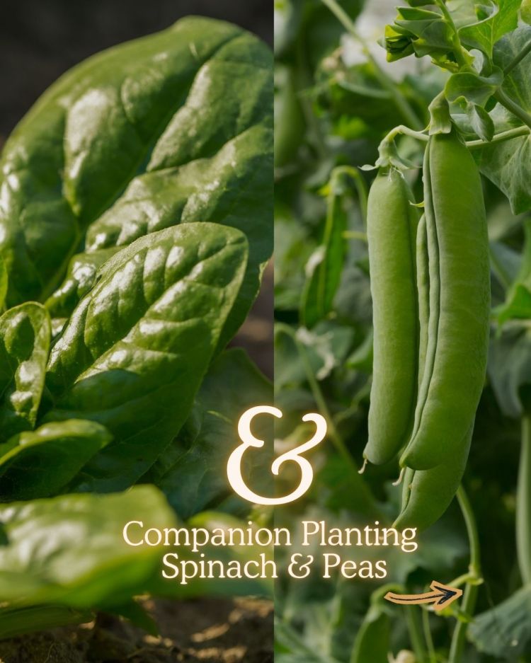 Spinach + Peas 10 Companion Planting Combos That Actually Work (and Why)