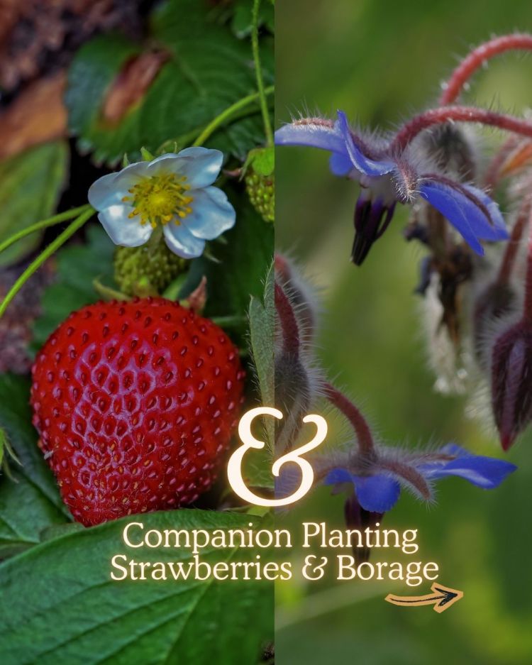 Strawberries + Borage 10 Companion Planting Combos That Actually Work (and Why)
