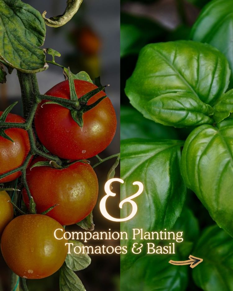 Tomatoes + Basil 10 Companion Planting Combos That Actually Work (and Why)