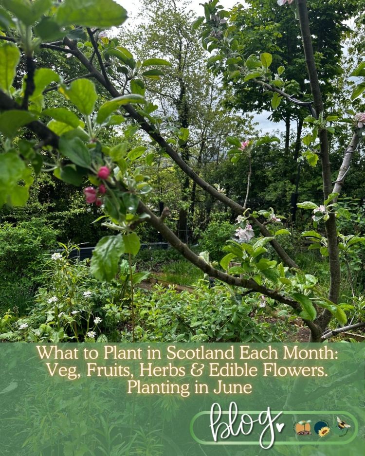 What to Plant in Scotland Each Month: Veg, Fruits, Herbs & Edible Flowers. Planting in June