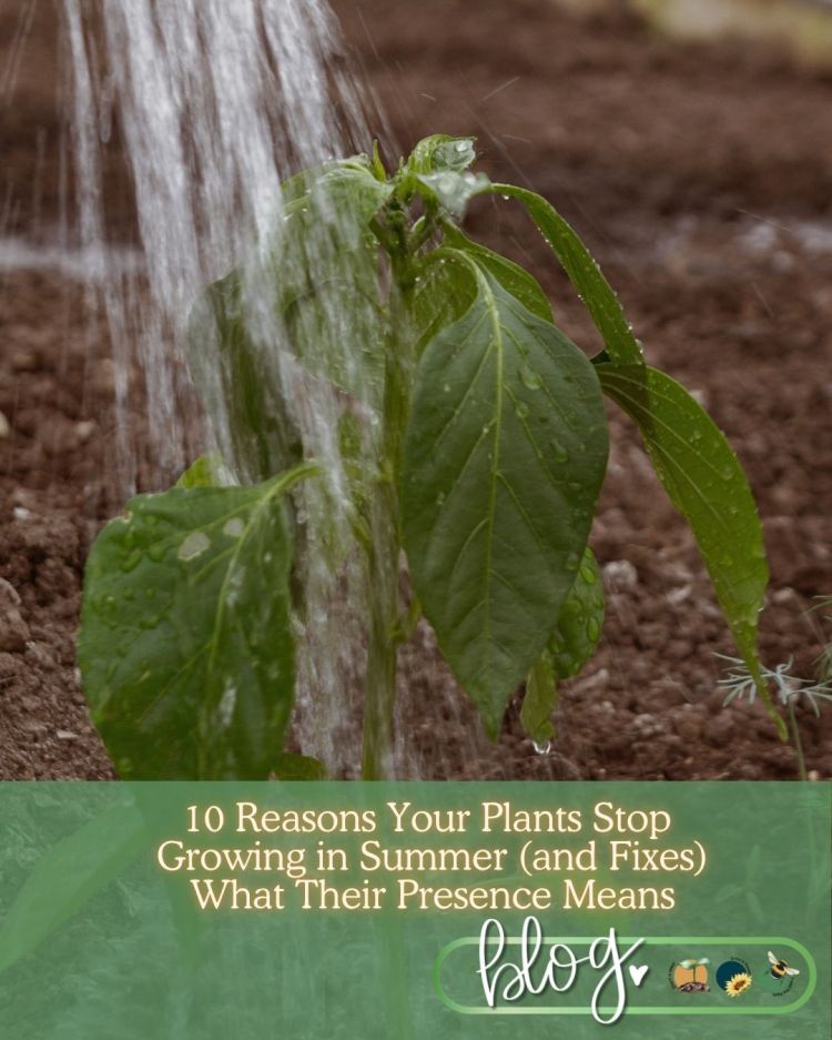 10 Reasons Your Plants Stop Growing in Summer (and Fixes)