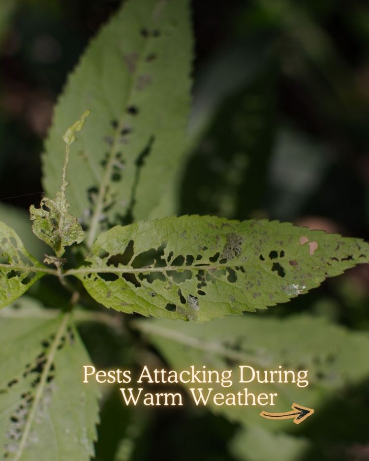 10 Reasons Your Plants Stop Growing in Summer (and Fixes)