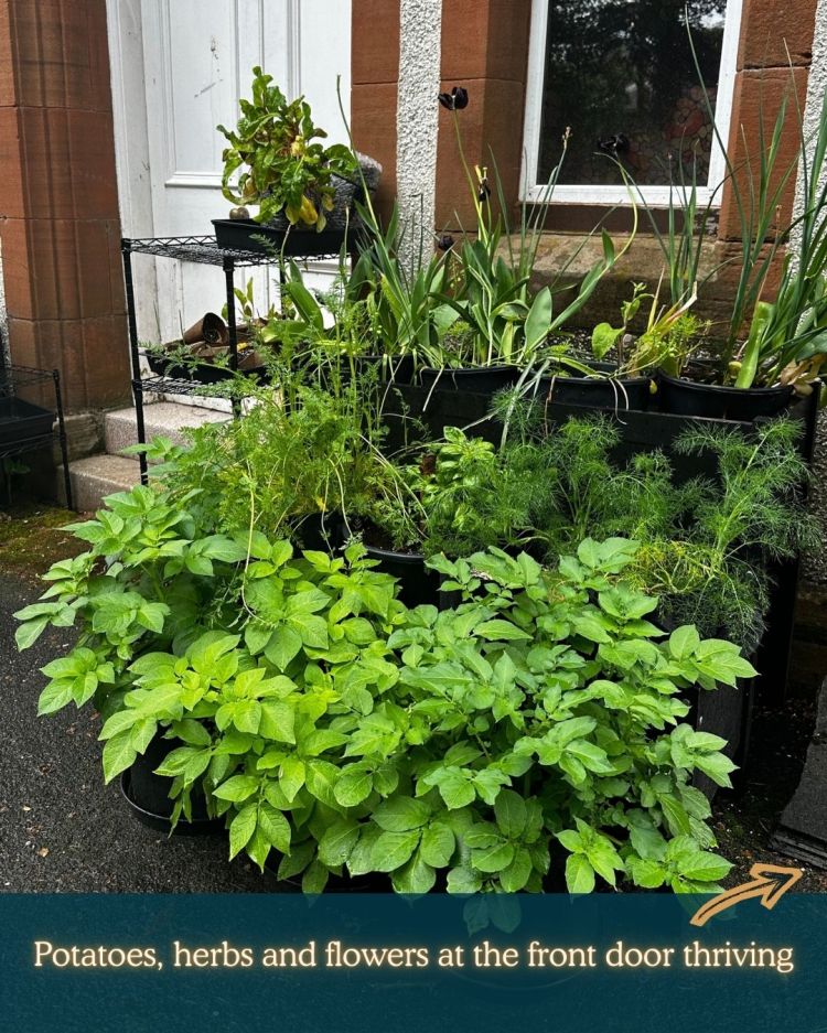 What to Plant in Scotland Each Month: Veg, Fruits, Herbs & Edible Flowers. Planting in June