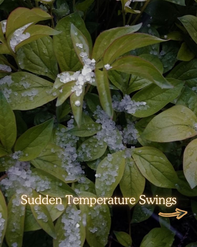 10 Reasons Your Plants Stop Growing in Summer (and Fixes)