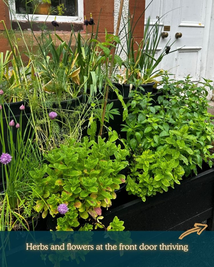 What to Plant in Scotland Each Month: Veg, Fruits, Herbs & Edible Flowers. Planting in June