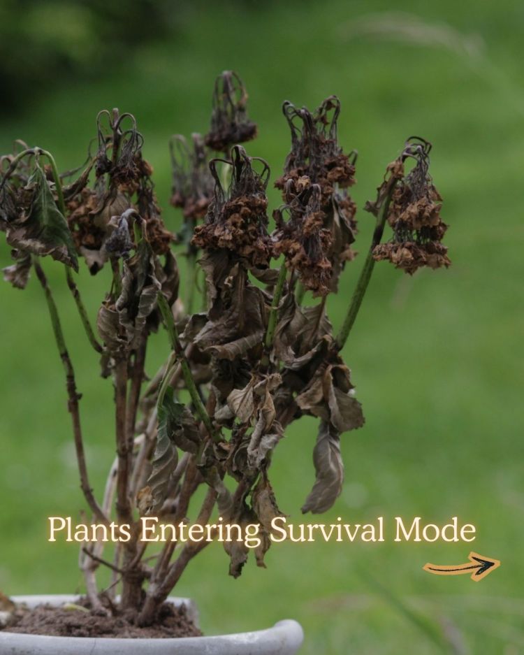 10 Reasons Your Plants Stop Growing in Summer (and Fixes)