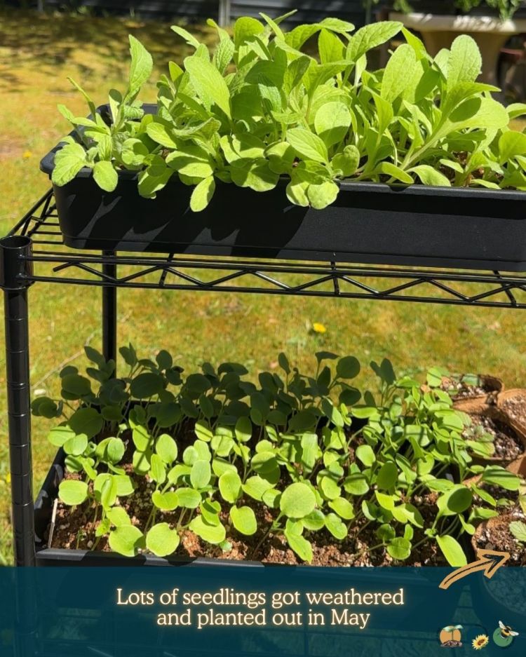 What to Plant in Scotland Each Month: Veg, Fruits, Herbs & Edible Flowers. Planting in June