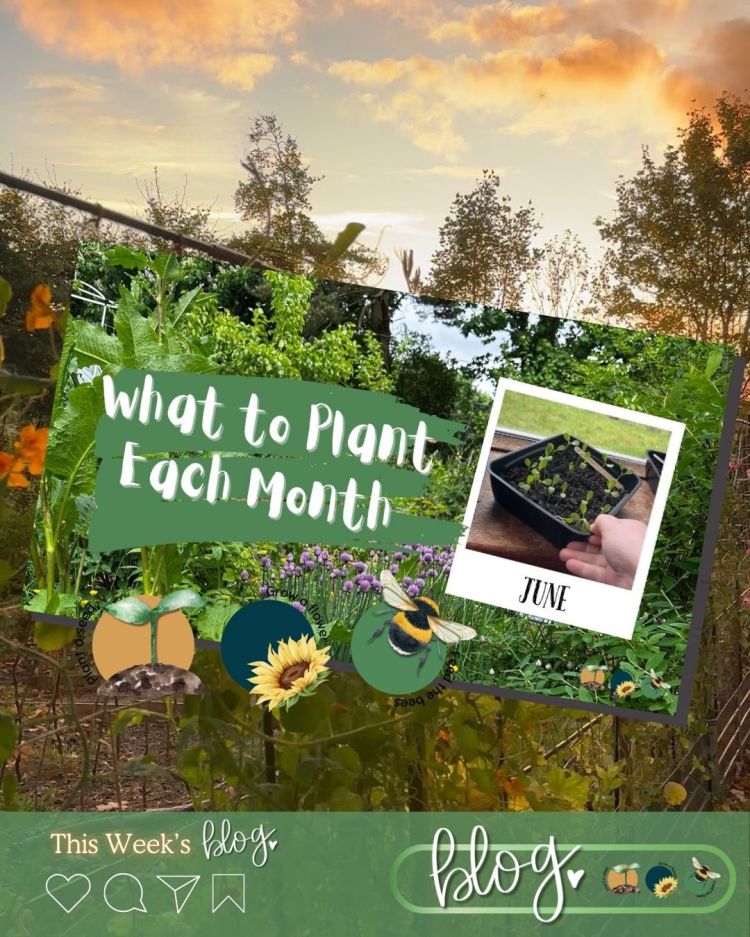 What to Plant in Scotland Each Month: Veg, Fruits, Herbs & Edible Flowers. Planting in June