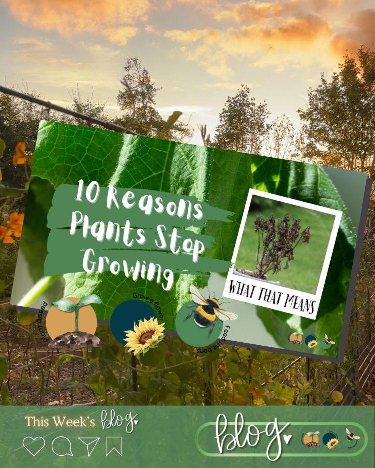10 Reasons Your Plants Stop Growing in Summer (and Fixes)