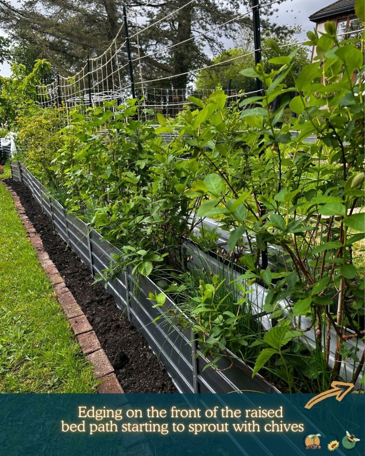 What to Plant in Scotland Each Month: Veg, Fruits, Herbs & Edible Flowers. Planting in June