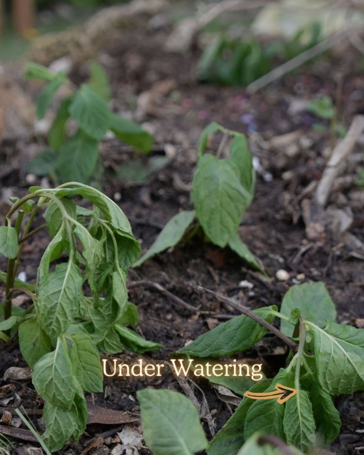 10 Reasons Your Plants Stop Growing in Summer (and Fixes)