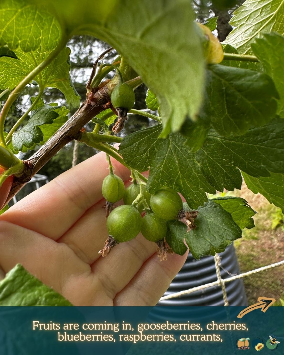What to Plant in Scotland Each Month: Veg, Fruits, Herbs & Edible Flowers. Planting in June