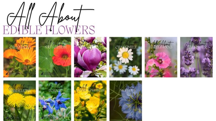 All About Series: Growing, Sowing, Caring For edible flowers