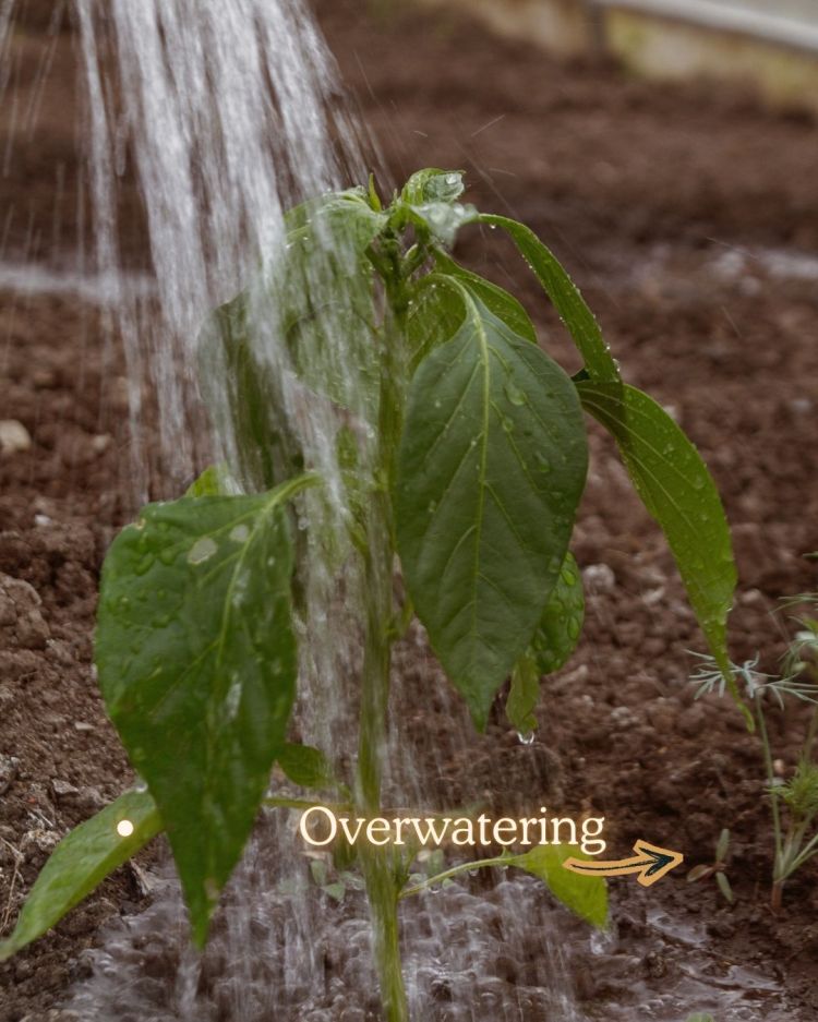 10 Reasons Your Plants Stop Growing in Summer (and Fixes)