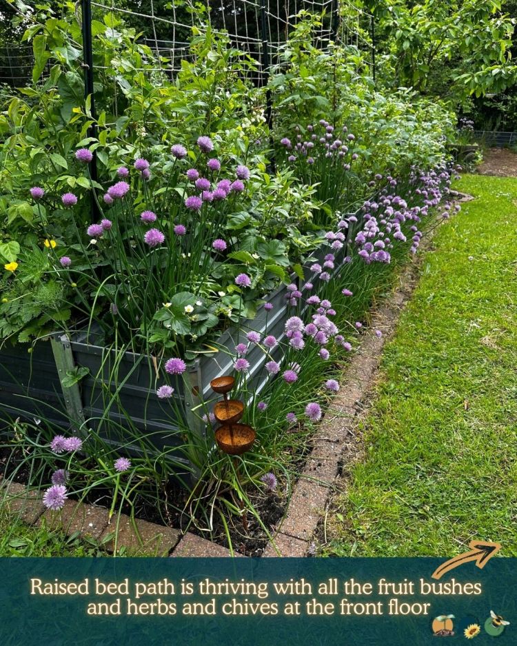 What to Plant in Scotland Each Month: Veg, Fruits, Herbs & Edible Flowers. Planting in June