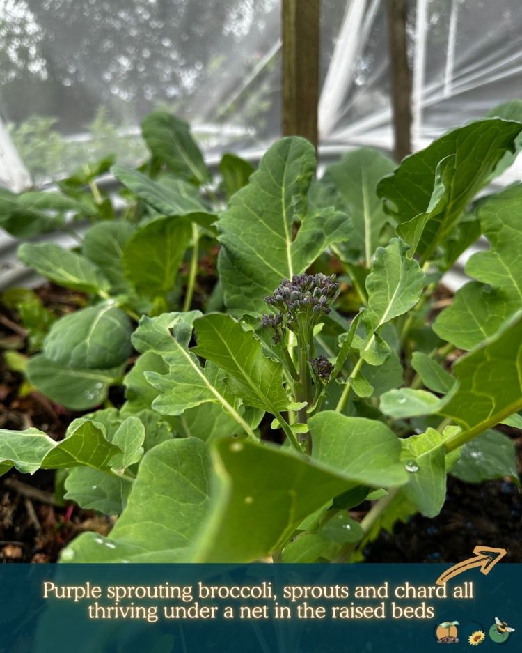 What to Plant in Scotland Each Month: Veg, Fruits, Herbs & Edible Flowers. Planting in June