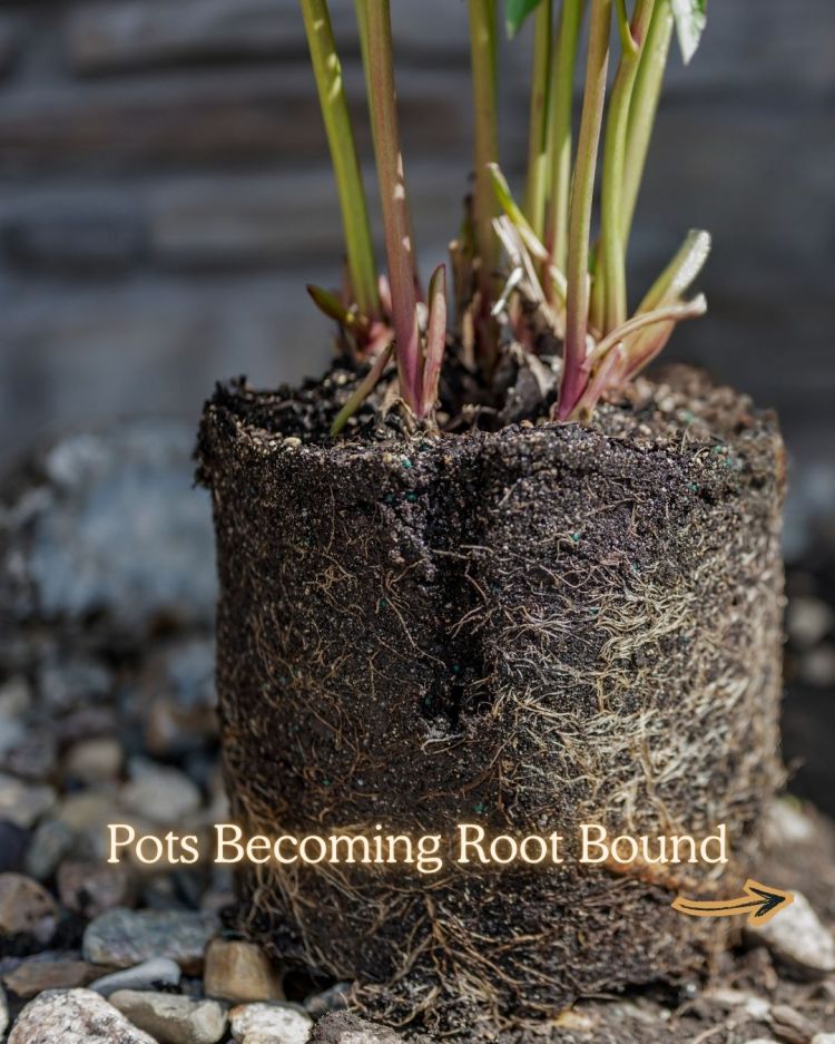 10 Reasons Your Plants Stop Growing in Summer (and Fixes)