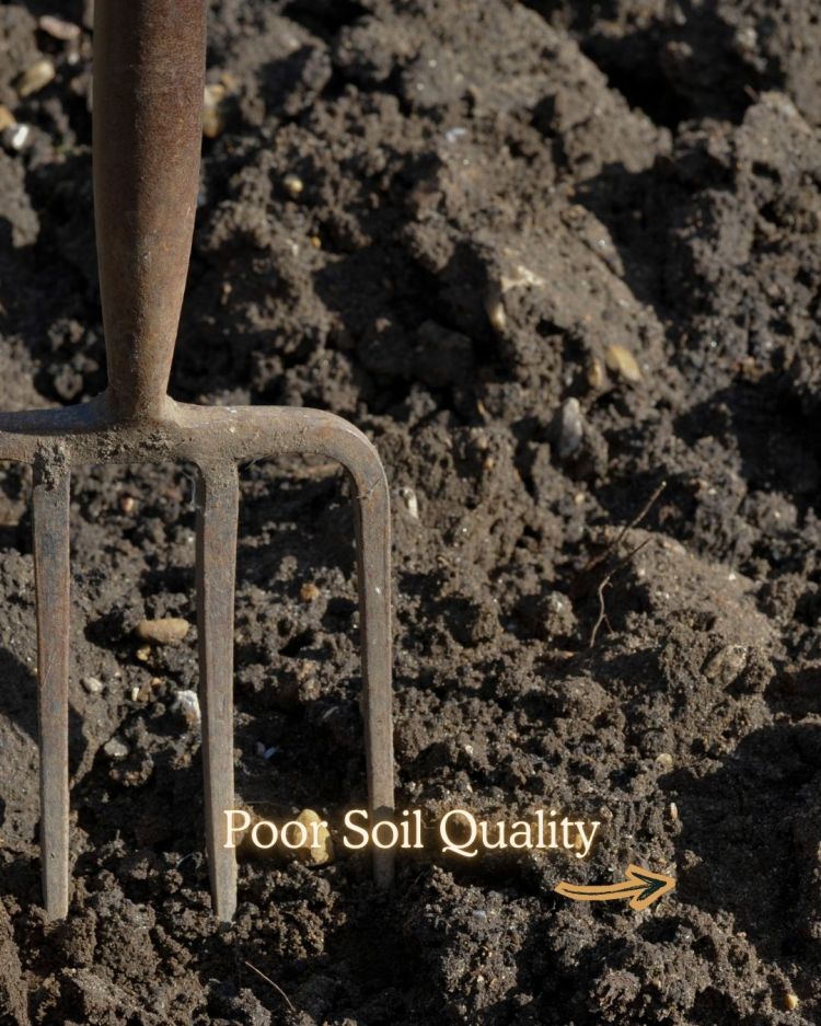 10 Reasons Your Plants Stop Growing in Summer (and Fixes)