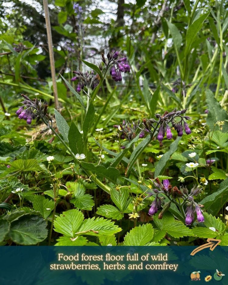 What to Plant in Scotland Each Month: Veg, Fruits, Herbs & Edible Flowers. Planting in June