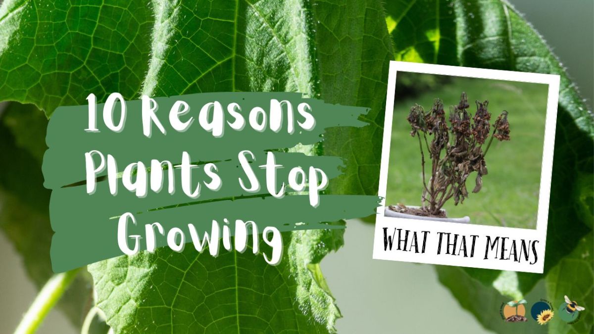 10 Reasons Your Plants Stop Growing in Summer (and&nbsp;Fixes)