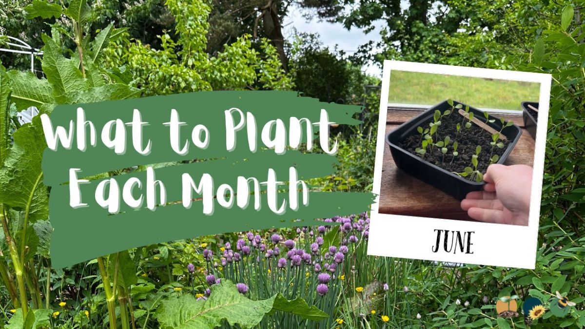 What to Plant in Scotland Each Month: Veg, Fruits, Herbs & Edible Flowers. Planting in&nbsp;June
