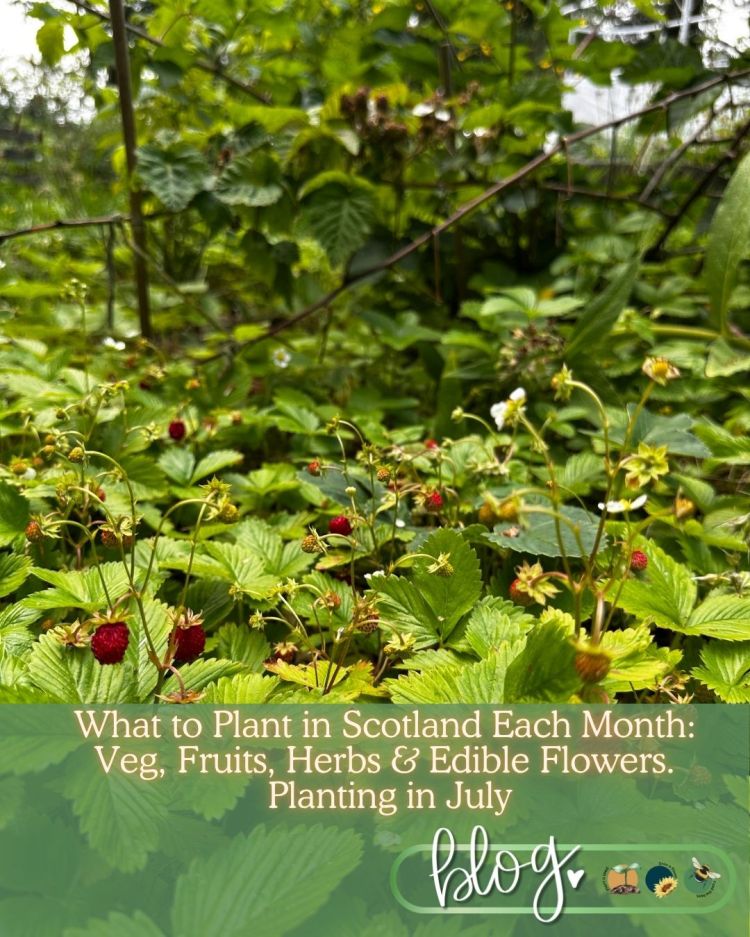 What to Plant in Scotland Each Month: Veg, Fruits, Herbs & Edible Flowers. Planting in July