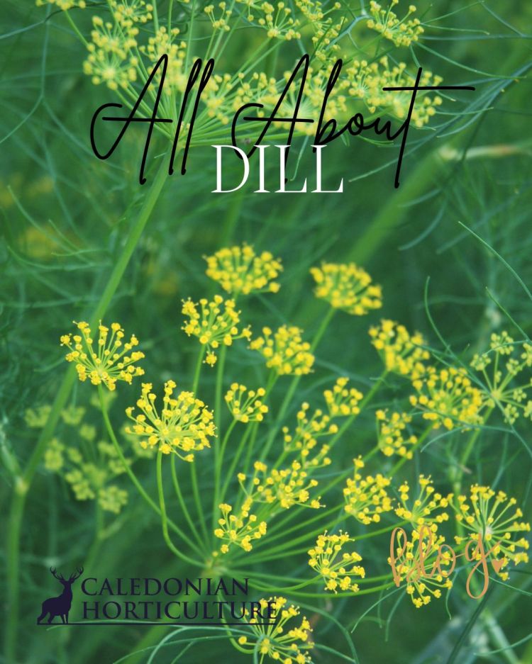 All About Series: Growing, Sowing, Caring For Dill