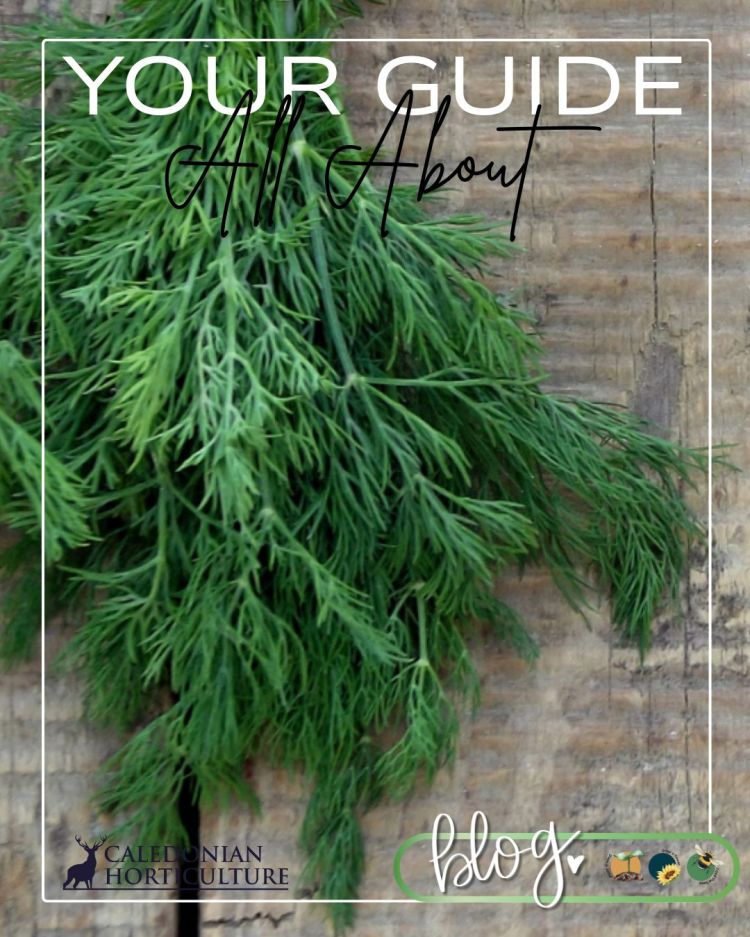 All About Series: Growing, Sowing, Caring For Dill