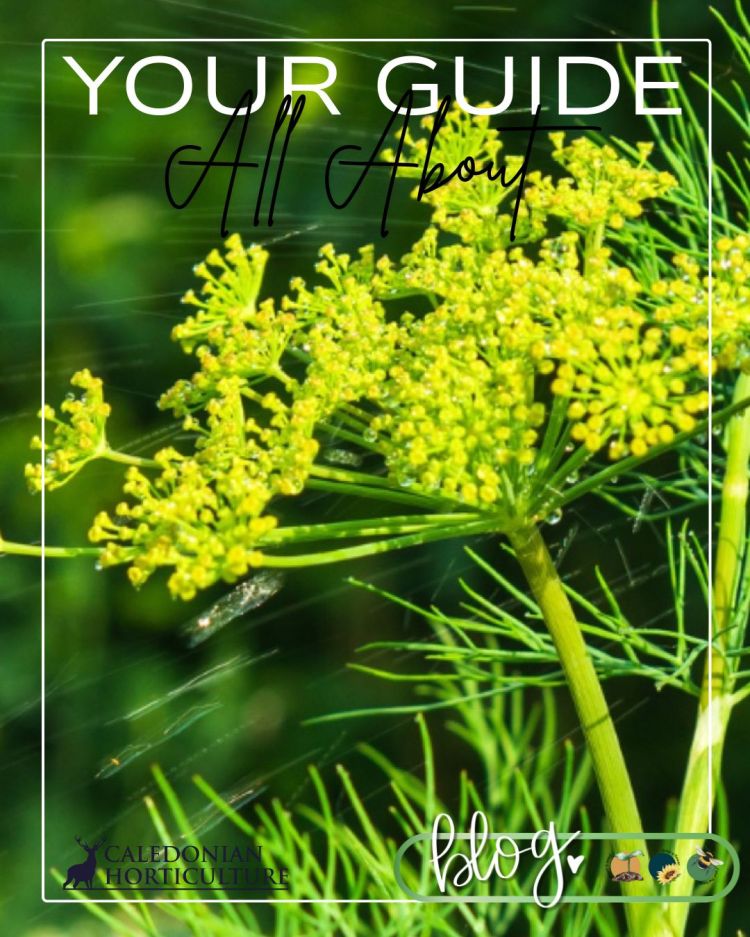 All About Series: Growing, Sowing, Caring For Dill