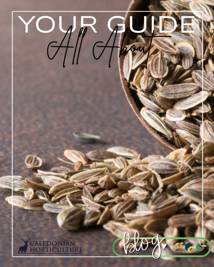 All About Series: Growing, Sowing, Caring For Dill