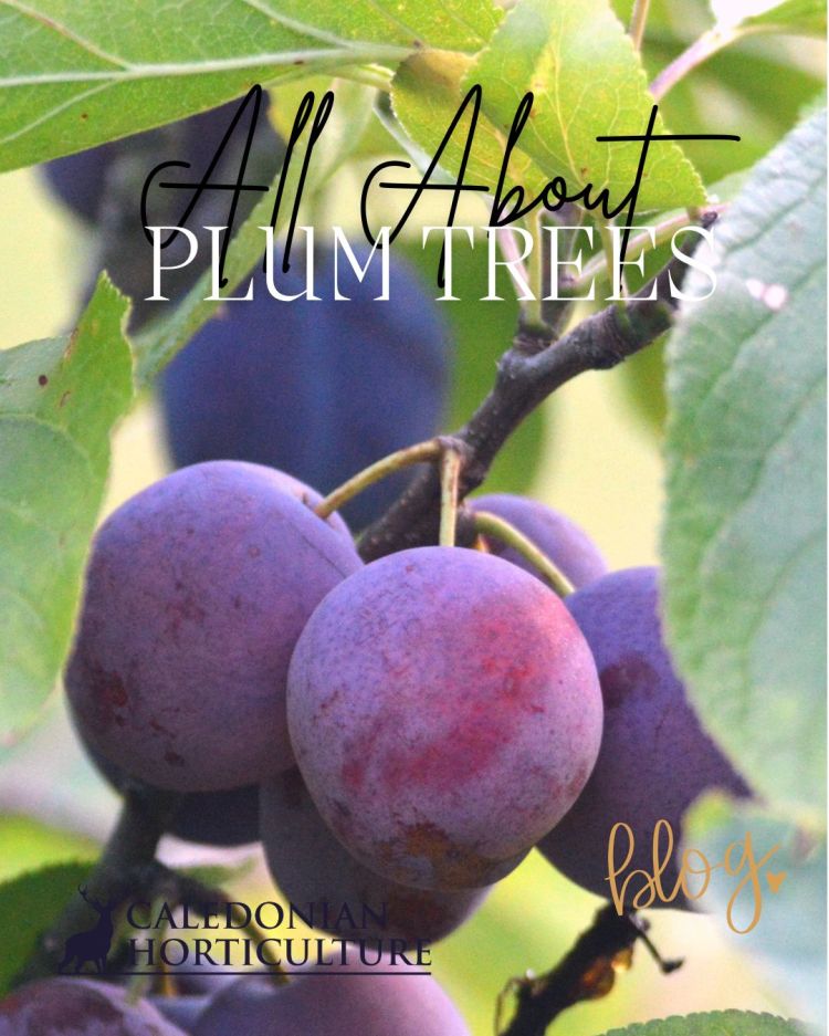 All About Series: Growing, Sowing, Caring For Plum Trees