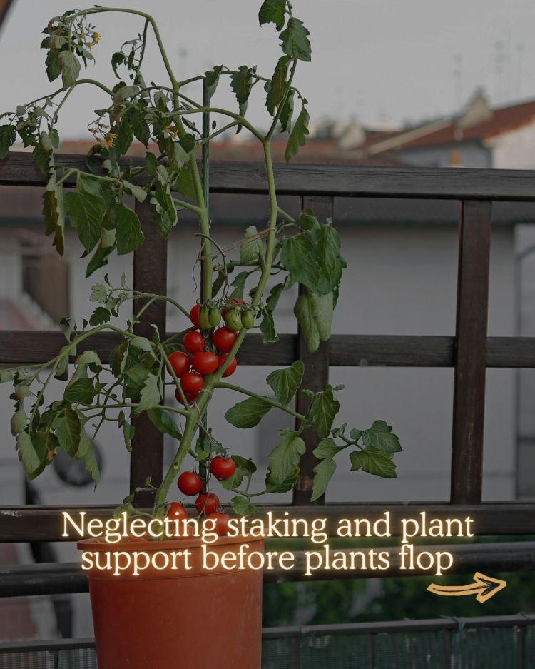 10 Mid Season Garden Mistakes You Can Still Fix (UK Garden Guide)