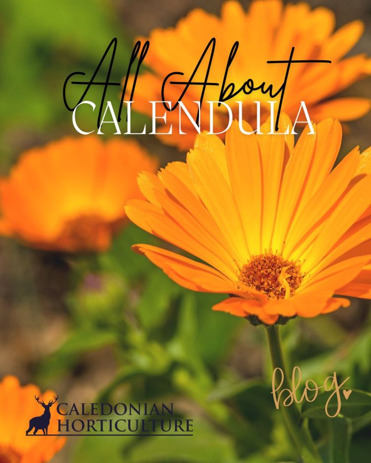 All About Series: Growing, Sowing, Caring For Calendula