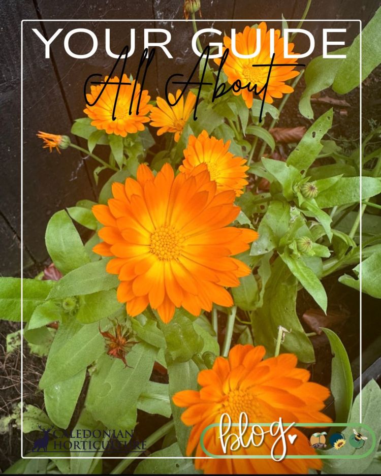 All About Series: Growing, Sowing, Caring For Calendula