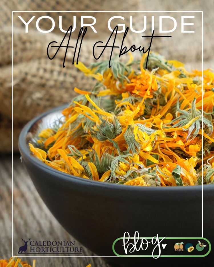All About Series: Growing, Sowing, Caring For Calendula