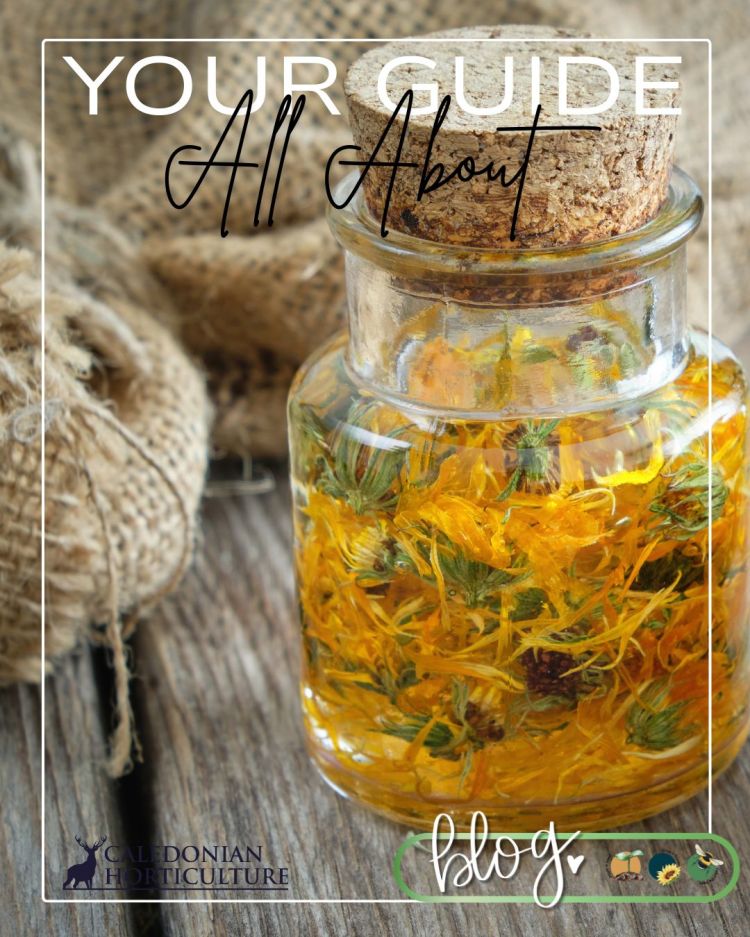 All About Series: Growing, Sowing, Caring For Calendula