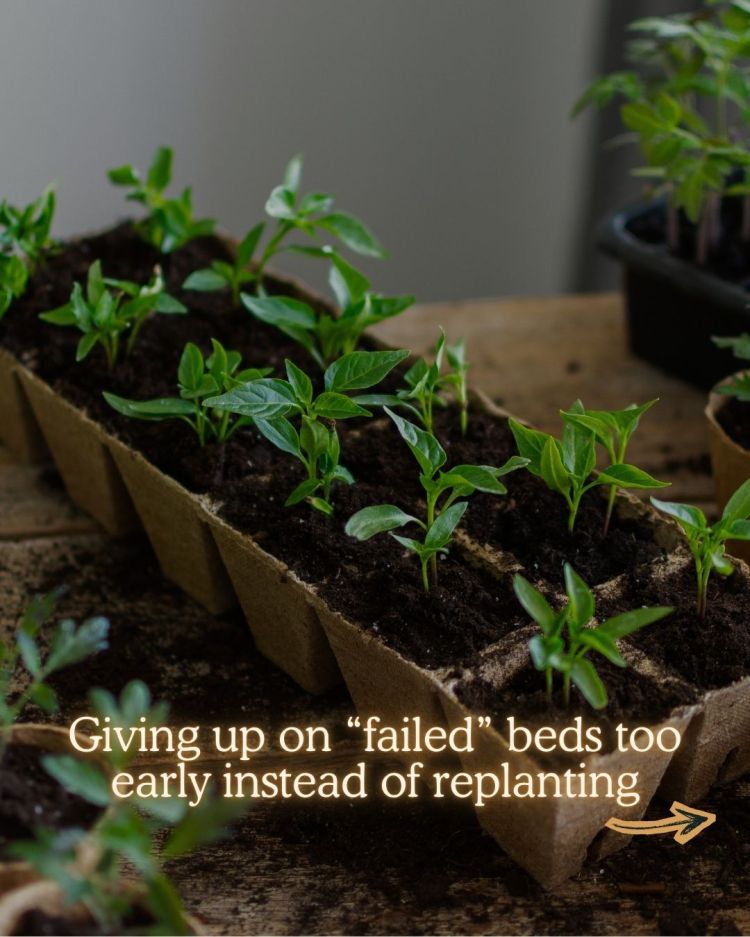 10 Mid Season Garden Mistakes You Can Still Fix (UK Garden Guide)