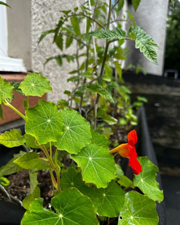 June: Month By Month In Our Scottish Gardens