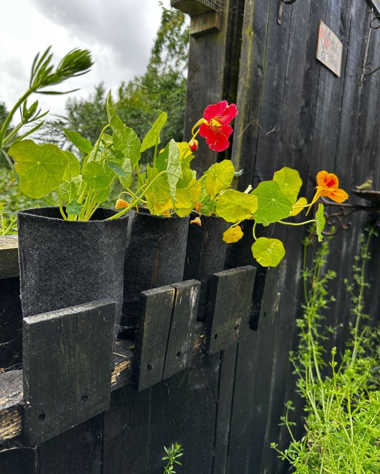 June: Month By Month In Our Scottish Gardens