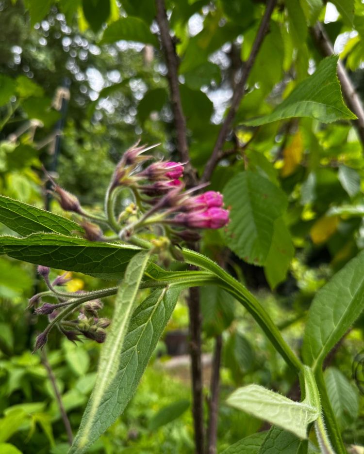 June: Month By Month In Our Scottish Gardens