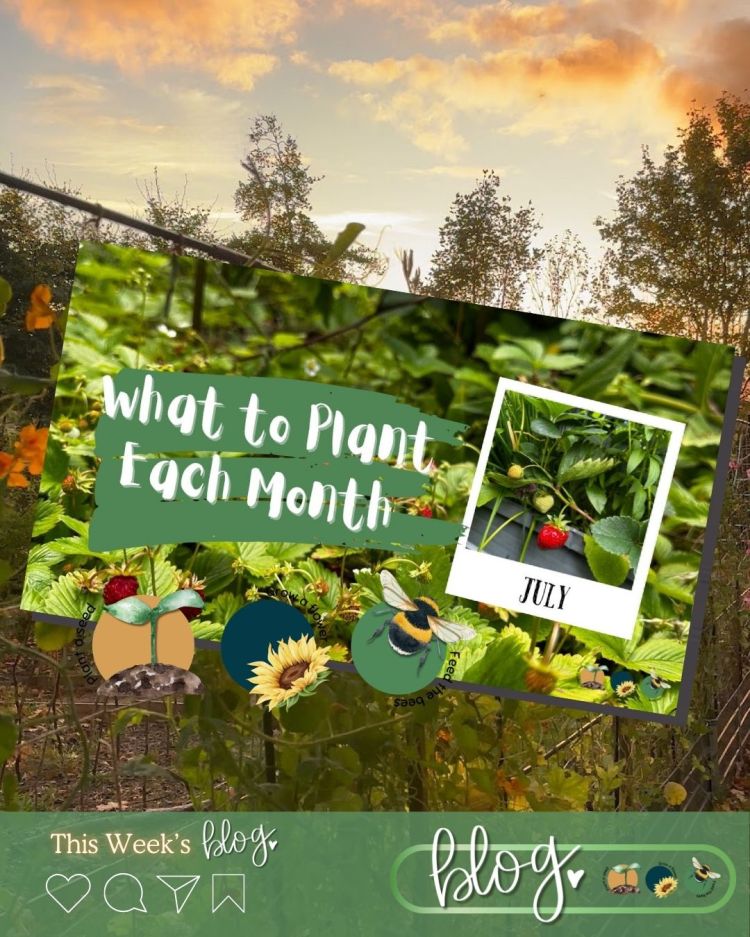 What to Plant in Scotland Each Month: Veg, Fruits, Herbs & Edible Flowers. Planting in July