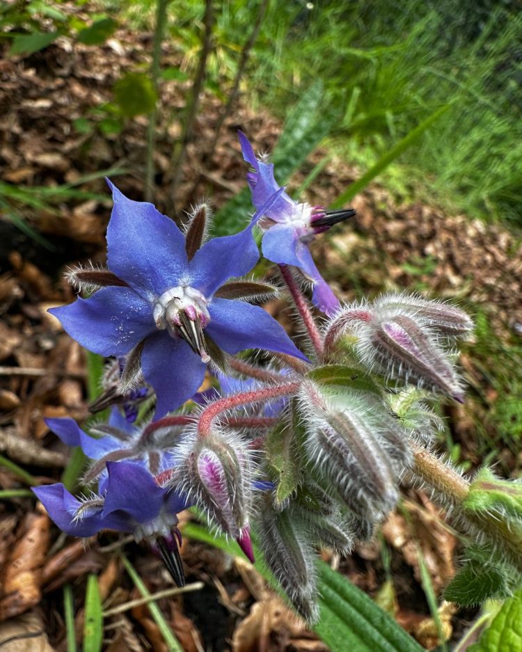 June: Month By Month In Our Scottish Gardens