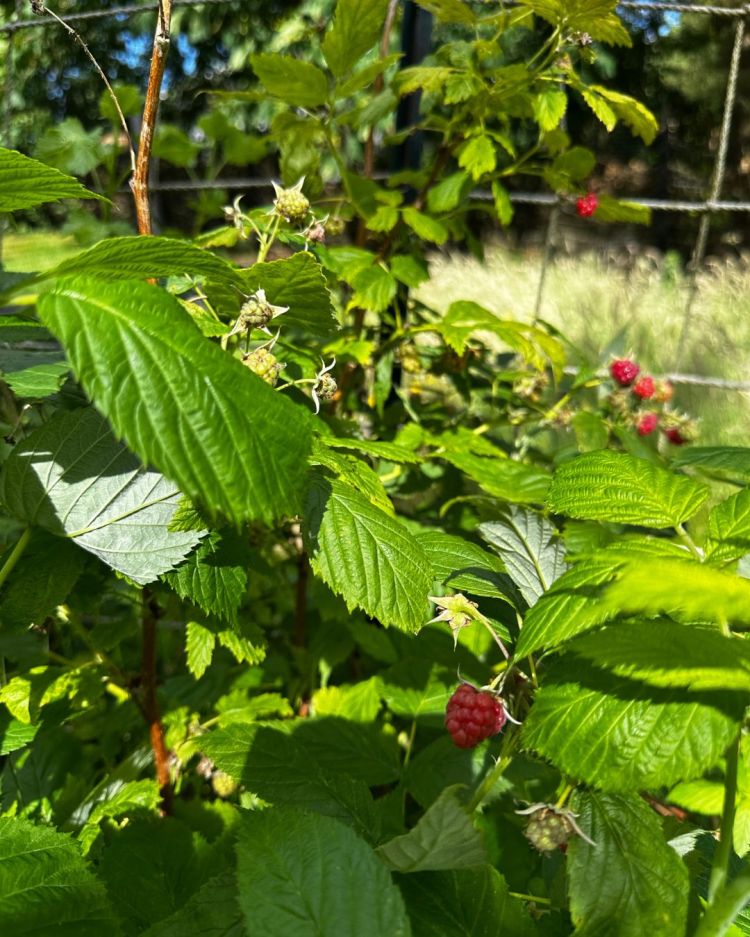 June: Month By Month In Our Scottish Gardens