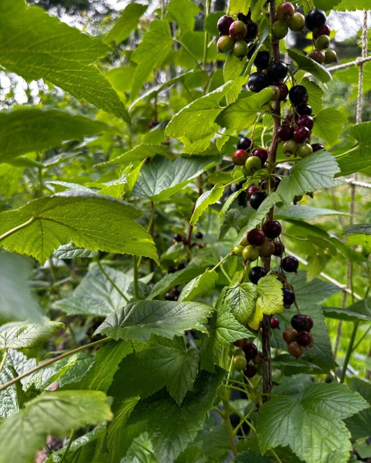 June: Month By Month In Our Scottish Gardens