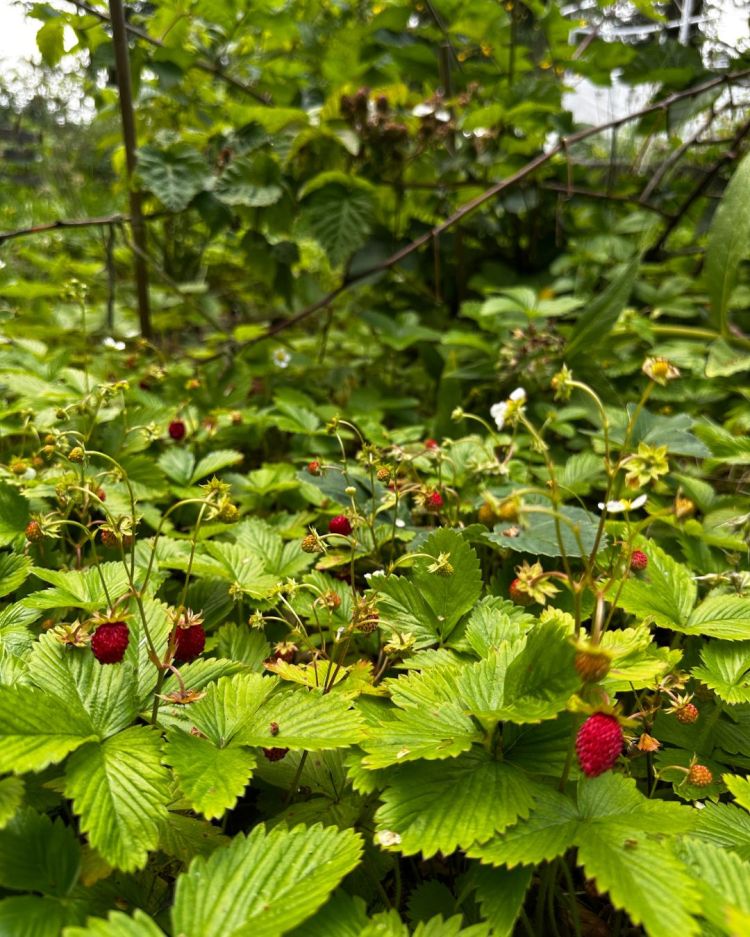 June: Month By Month In Our Scottish Gardens