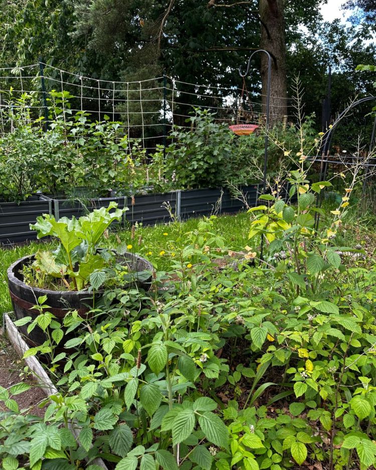 June: Month By Month In Our Scottish Gardens