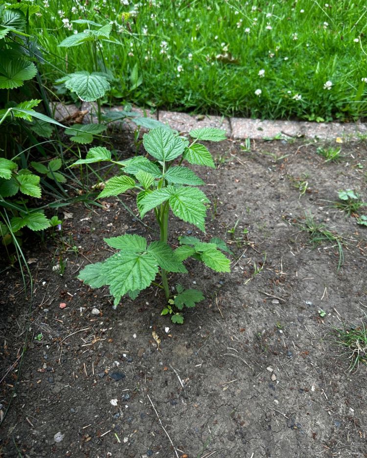 June: Month By Month In Our Scottish Gardens