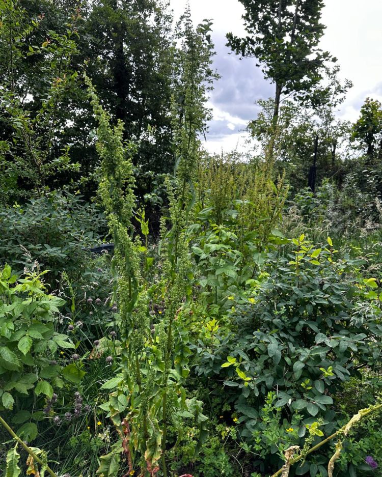June: Month By Month In Our Scottish Gardens
